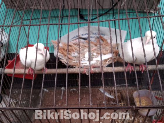 ১ জোড়া মাস্টার পেয়ার বাচ্চা ১টি মেল অস্ট্রেলিয়ান ঘুঘু